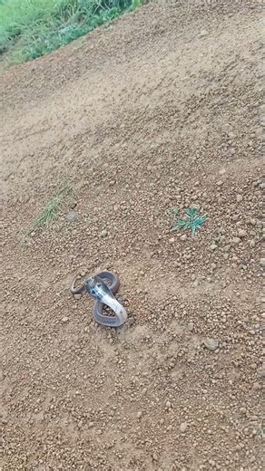 Tiny Cobra Showing Its Hood 😱🐍 #Cobra #Shorts #viral