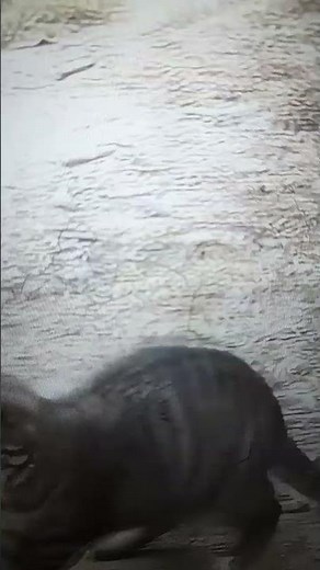 Unbelievable Fight | Cat Takes on a Mongoose! Things Get Wild!