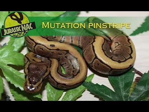 Python regius - Mutation "pinstripe"