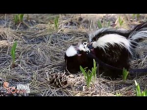 Lollipop the skunk digging