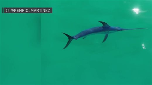 Drone video shows swordfish swimming close to San Diego shore
