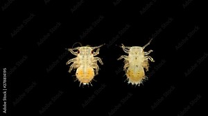 the larva is under a microscope, the stage of a nymph is a grass flea of the Psyllidae family, a pest of horticultural crops: pears, apples and other trees. Visible rudiments of wings