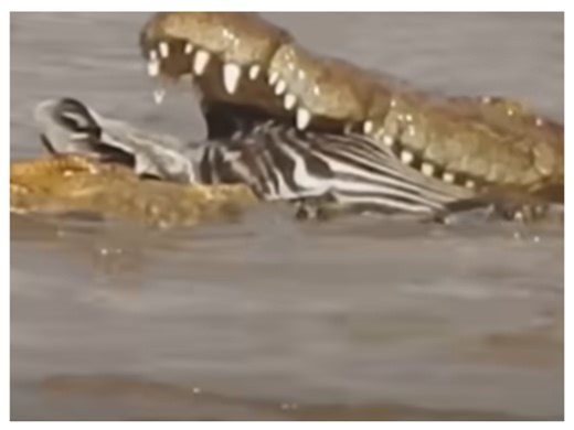 WATCH: Crocodile bites zebra's head while it's still alive [VIDEO]