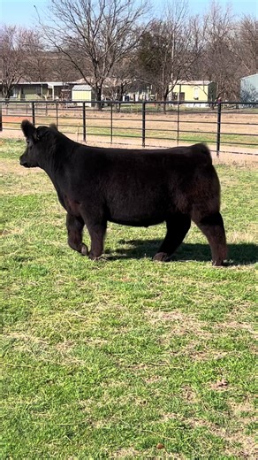 Still sitting on good ones here at Lewis Family Show Cattle. Make a trip to Stillwater, OK to see this guy and his friends. Huge hipped, big legs that never miss a beat, and a neck that jumps out of the top side of his skeleton. Added bonus? He’s smooth polled and could go play in the angus division. Message us with any questions! #showcattle #fyp #cattle #showsteers #livestock