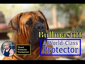 #Bullmastiff "Protection & Guard Dog breed information