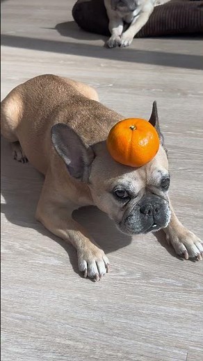 When My Dog Gets Into Challenge Mode #funnydogvideo #funny #cutedog #frenchbulldog #funnydogs
