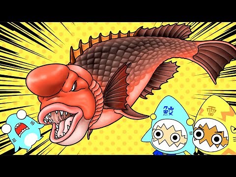 モンスターみたいな魚！コブダイとサメニンの海の冒険！