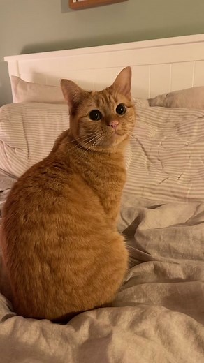 Beans & Banoffee on TikTok