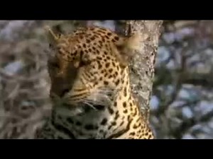 Leopard Hunting | BBC Studios