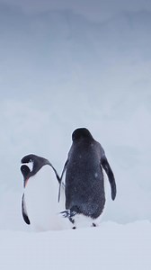 6.4K views · 257 reactions | Gentoo penguins courtship dance! ️...