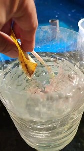 Basic tips101 hatching baby brine shrimps for betta fish fry #howtohatchbbs #bettafish #BabyBrineShrimp | Arthur Fishmaker