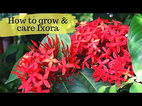 How to grow and care Ixora Plants /Summer Flowering plant/How to grow ixora plant from cutting