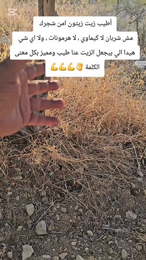 1.8K views · 41 reactions | The best olive oil comes from the best practices. . . . #beehives #beekeeping #purelove #purefarming #pure_farms_lebanon #worldwide #lebanese #lebanon #rawhoney #purefarmscommunity #purefarmsleb #purefarmslebanon #purefarms #pure #royaljelly #pollen #organichoney #organic #organicproduct #usa #egypt #saudiarabia #iraq #savethebees #savetheworld #fyp #fypage #foryoupage #viral #explore | Pure Farms | Facebook