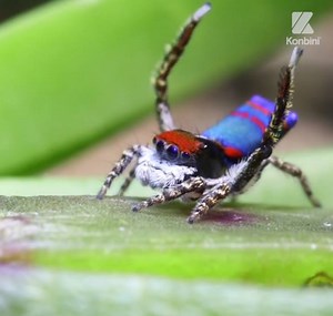 Pour séduire les femelles, l'araignée paon effectue une danse nuptiale #natureisawesome | Konbini