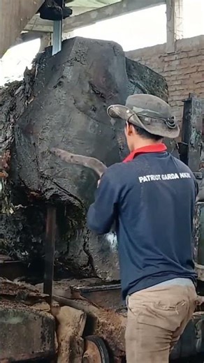Cutting process of a huge walnut log
