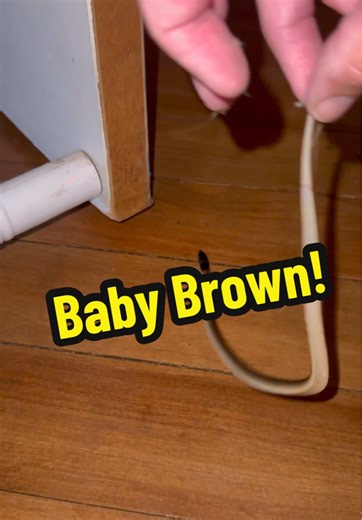 Meet Dusty: The Juvenile Eastern Brown Snake