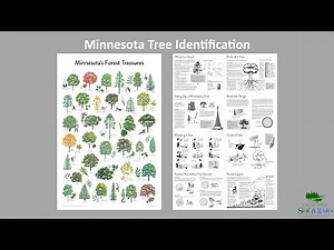 Tree Identification