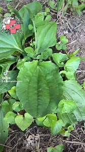 802K views · 10K reactions | Herbal First Aid starts with learning about the plants that grow around you so you know where to go when you need something. #CapCut #firstaid #FirstaidTips #FirstaidSkills#Herbalism #Herbalist #Herbalism10One #foragingtiktok #Foragingtoc #Foraging #Herbalfrstaid #Homestead #HomesteadHacks | Thorn and Thistle Apothecary | Facebook