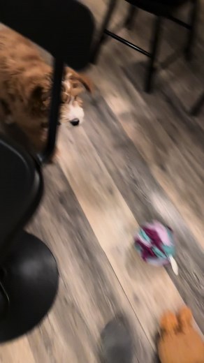 Narcoleptic Golden Doodle Puppy Eating