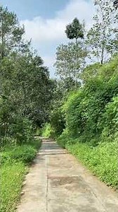 Relaxing ASMR Downhill Road in Pine Forest 🌲 | Nature Ambience