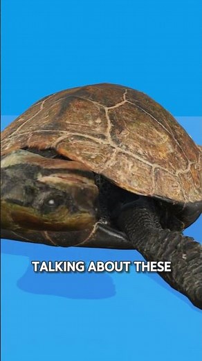 What’s Really Inside a Turtle Shell