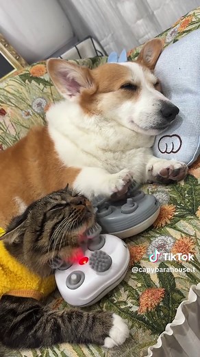 Exploring Capybaras: The Gentle Giants of Peace and Love