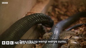 Kilimo cha ufugaji nyoka: Je wajua kwamba sumu ya nyoka ina faida kubwa? - BBC News Swahili