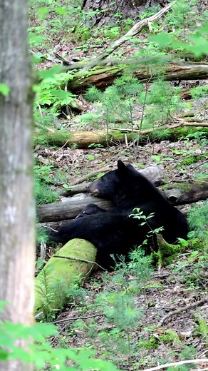 20K views · 102 reactions | What's wrong with being a tree hugger?  Gorgeous Black Bear trying to get comfortable for a little nap in Cades Cove. June, GSMNP, Tennessee #bears #animals #cuteanimals #wildlife #nature #nationalparks #nature | oneWildlifer | Facebook