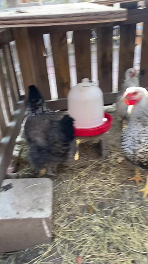 welcome to the ghetto farm!!!