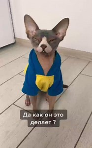 Nimble dog #Labr_deni #fblifestyle | Deni And Mani