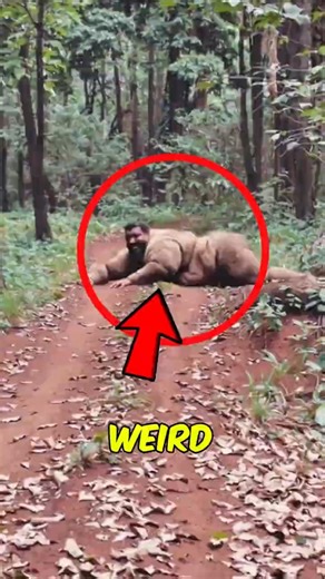 Top 3 STRANGEST Animals That Look Unreal