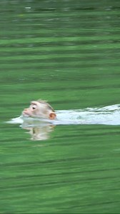 2.6K views · 68 reactions | Omg, abandoned baby monkey Binky | Love Monkey | Facebook