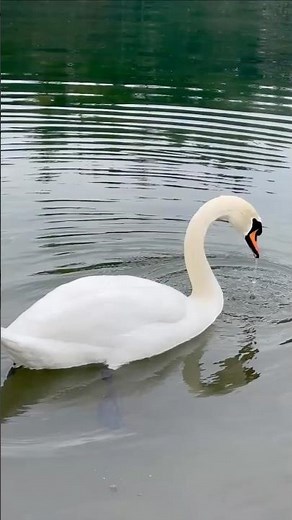 🦢 Wild Mute Swans in England Legally Belong to the Royal Family #Swan #AnimalFacts #wildlife