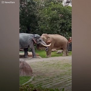 He approached with great curiosity, that elephant that looked exactly like him was threatening him and that couldn't be happening. He took all his strength and made a big fuss to get it out of his sight. You can now also find us on Youtube: http://bit.ly/yt-thekiwi | The Kiwi