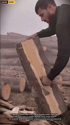 Wood Log Debarking Process by Workers for Timber Preparation and Processing