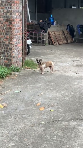 Chú chó nhận ra cô chủ sau tiếng gọi #thucung #chocanh #pets