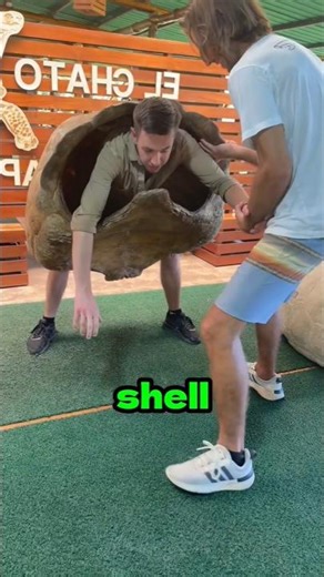 The Struggle of Carrying a Turtle Shell