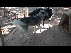 dog pleasing himself