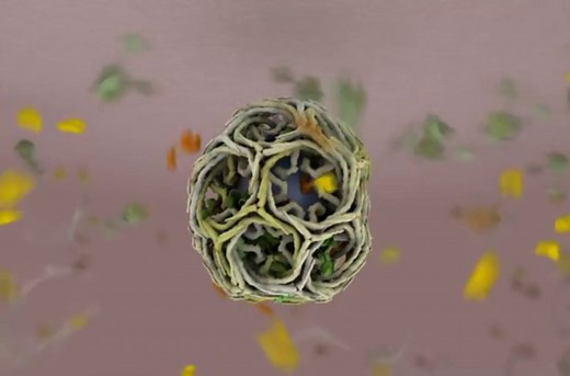 Clathrin-mediated endocytosis