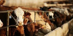 Beef quality audit shows increase in carcass weights, liver abscesses, and tag