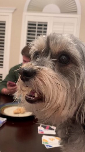 Teaching Your Dog How to Sing | Fun Puppy Training Tips