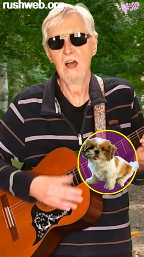 Hound dog Elvis Presley extrait 2 #nostalgie #rocknroll #chien #fifties #shihtzu #chasse #lapin