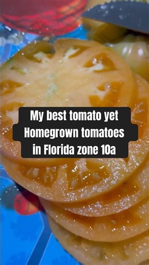 finally grew kellogg’s breakfast tomatoes after failing for years