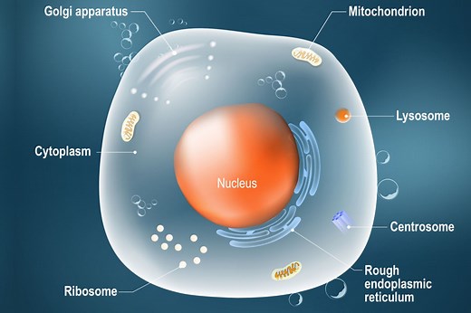 Animal Cells Are Eukaryotic Cells With a Membrane-Bound Nucleus