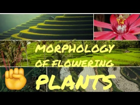 Morphology of flowering plants🌱 ncert reading | one day = one page | parts of a flower part -2 |