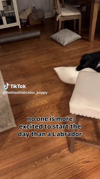 Theblacklabrador_poppy on TikTok