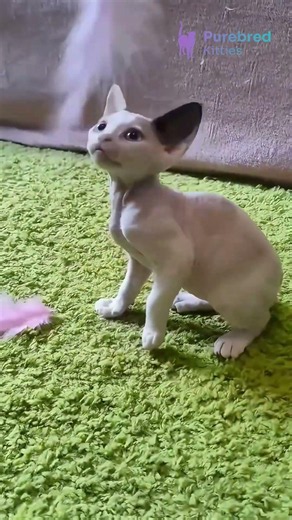 Meet Love: The Unique Black Point Van Devon Rex with Sparkling Blue Eyes 💙🐾 #DevonRex