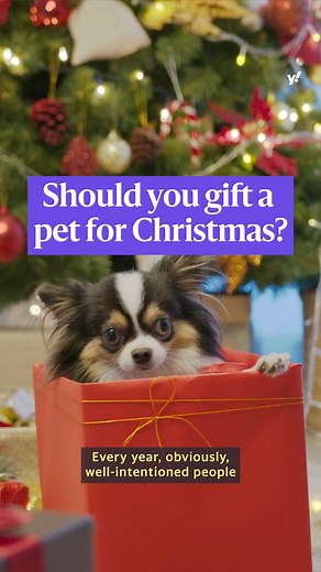 While gifting a new puppy or kitten for the holidays seems tempting, experts recommend waiting until everyone involved is ready to make the commitment for a new pet. Here’s why. | Yahoo News