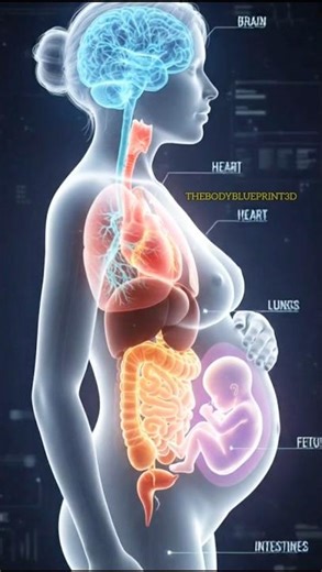 Inside a Pregnant Body: 3D Medical Animation 🤰