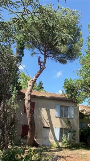 Coupe de la tête d'un pin penché sur une maison — Démontage d'arbre à Avignon | D&S Paysagiste